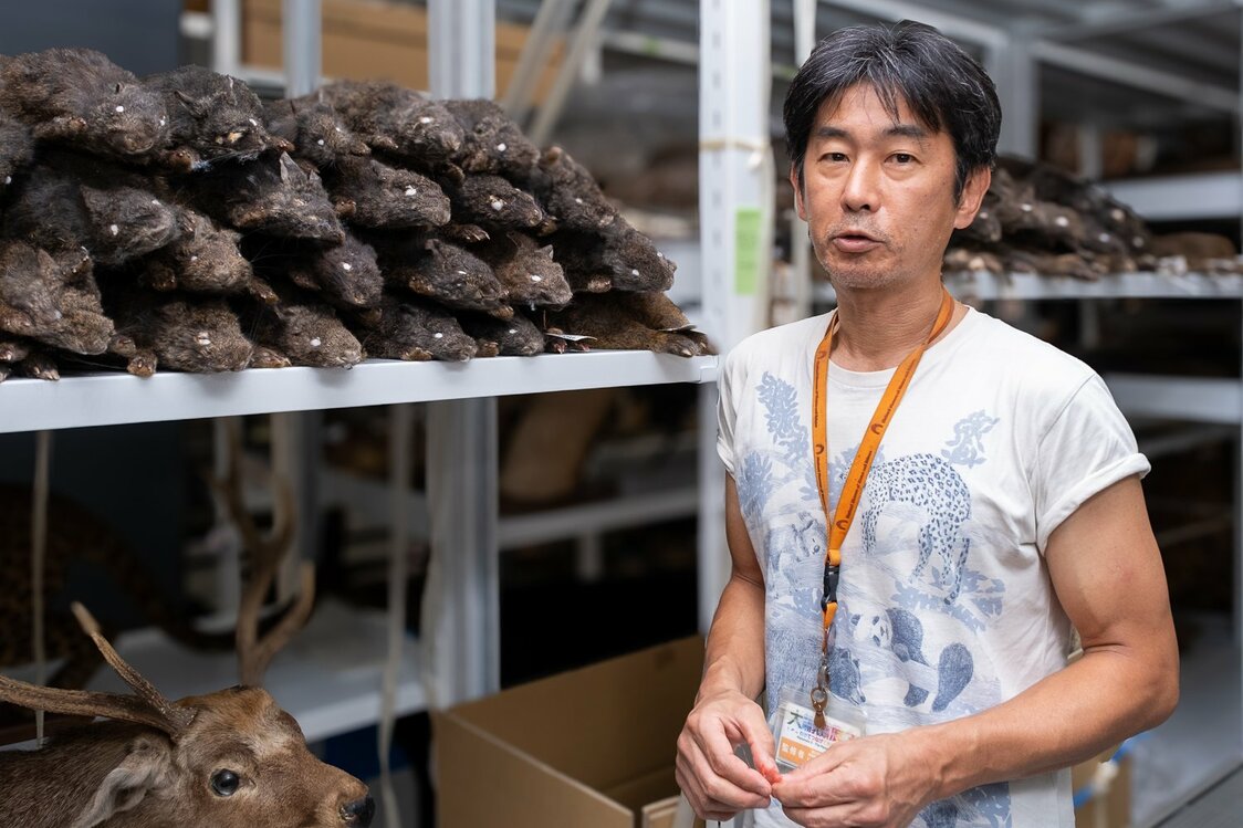 Kawada Shin’ichirô, responsable de la conservation de la collection d’animaux stockée dans les départements de recherche de Tsukuba, soit pas moins de 86 000 spécimens de mammifères. (© Hayashi Michiko)
