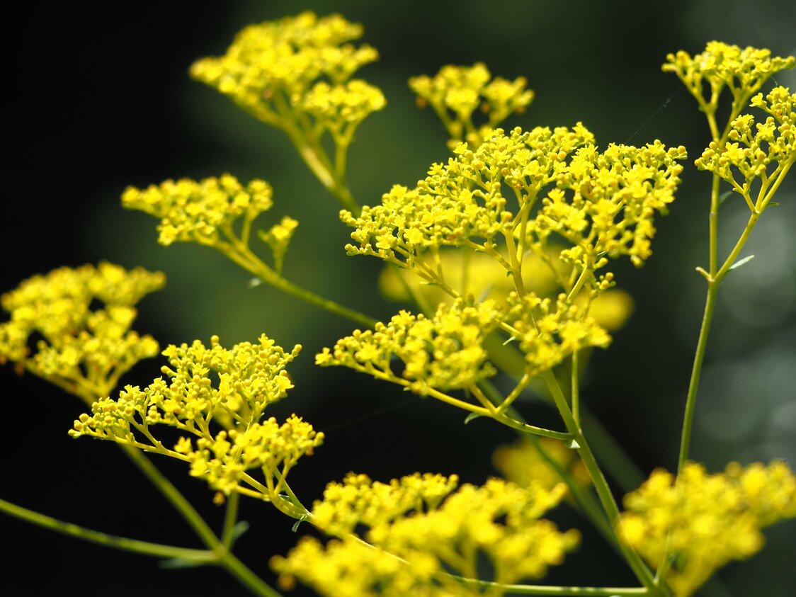 Les sept fleurs des champs symboles de l’automne japonais