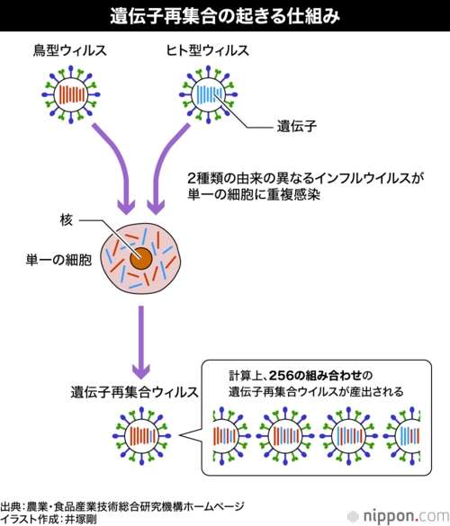 遺伝子再集合の起きる仕組み