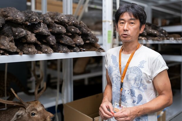 Kawada Shin’ichirō se hace cargo a menudo de animales atropellados en accidentes de tráfico y otros siniestros y los diseca para que sus muertes no sean en vano. Entre sus libros figuran Hyōhon baka (“Loco por los especímenes”). (© Michiko Hayashi)