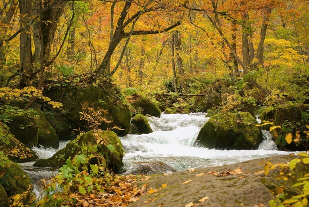 透明度の高い十和田湖の水が流れる奥入瀬（おいらせ）渓流。特に紅葉シーズンはにぎわう　写真提供：青森県観光連盟
