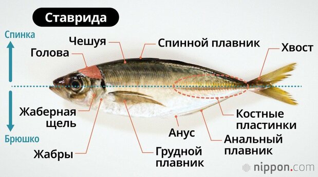 Ставрида