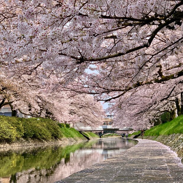 Cherry blossoms along the banks of Matsukawa River. (Courtesy Toyama City Kankō Association).