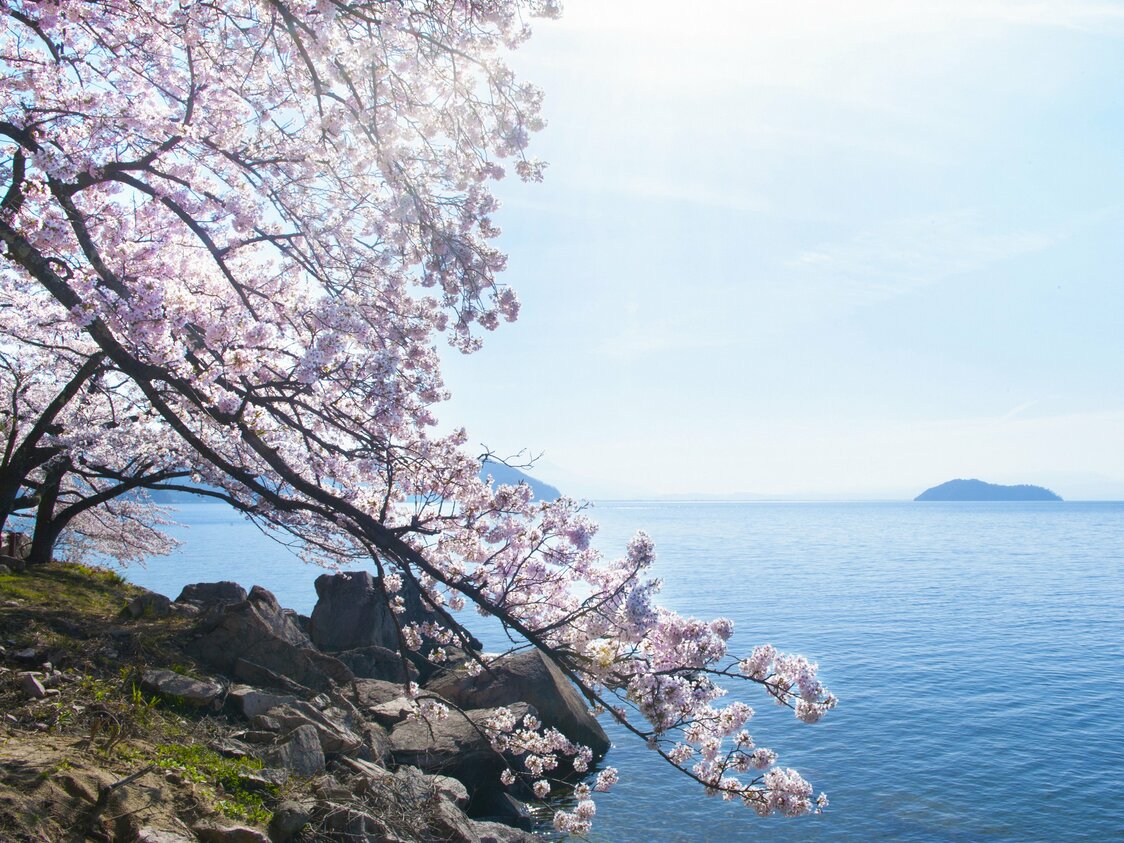 海津大崎の名物・岩礁と桜の共演。その右奥には竹生島も見える