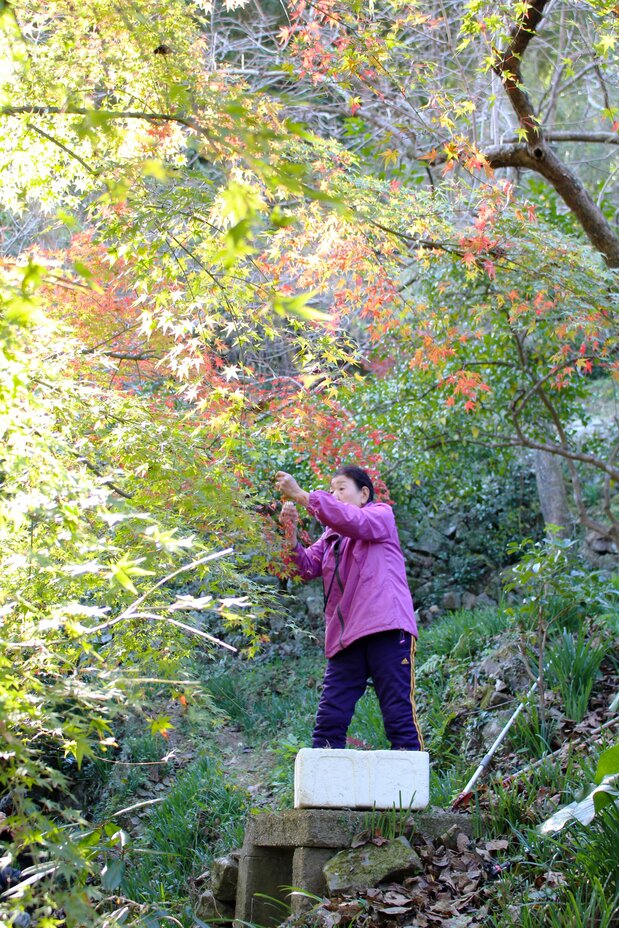 紅葉の採取の様子