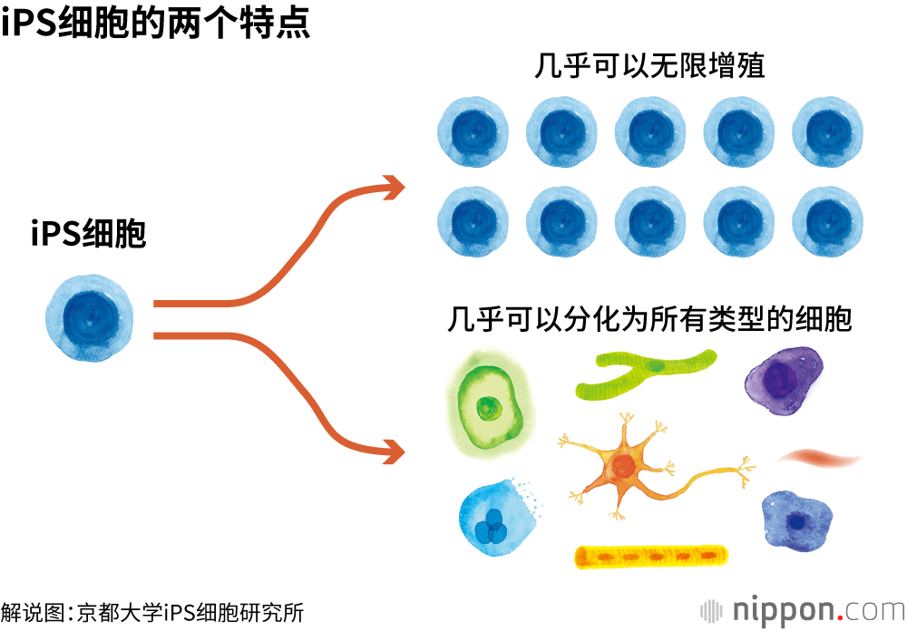 iPS细胞的两个特点
