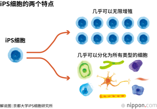 iPS细胞的两个特点