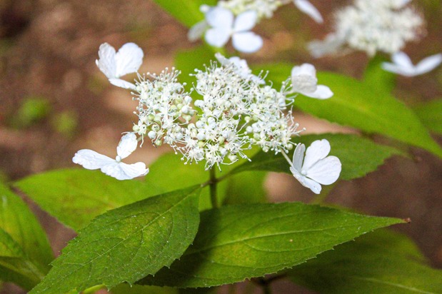 Son nom vient de ses fleurs, qui évoquent des papillons voletants çà et là. (© Kakujitsuen)