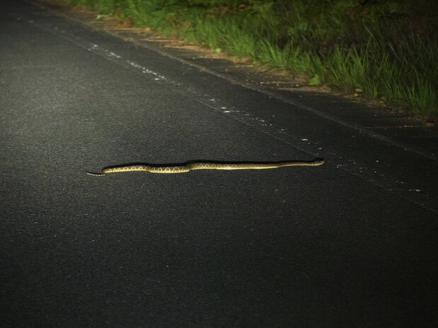 Las víboras habu son nocturnas, así que tenga cuidado al caminar en la oscuridad.