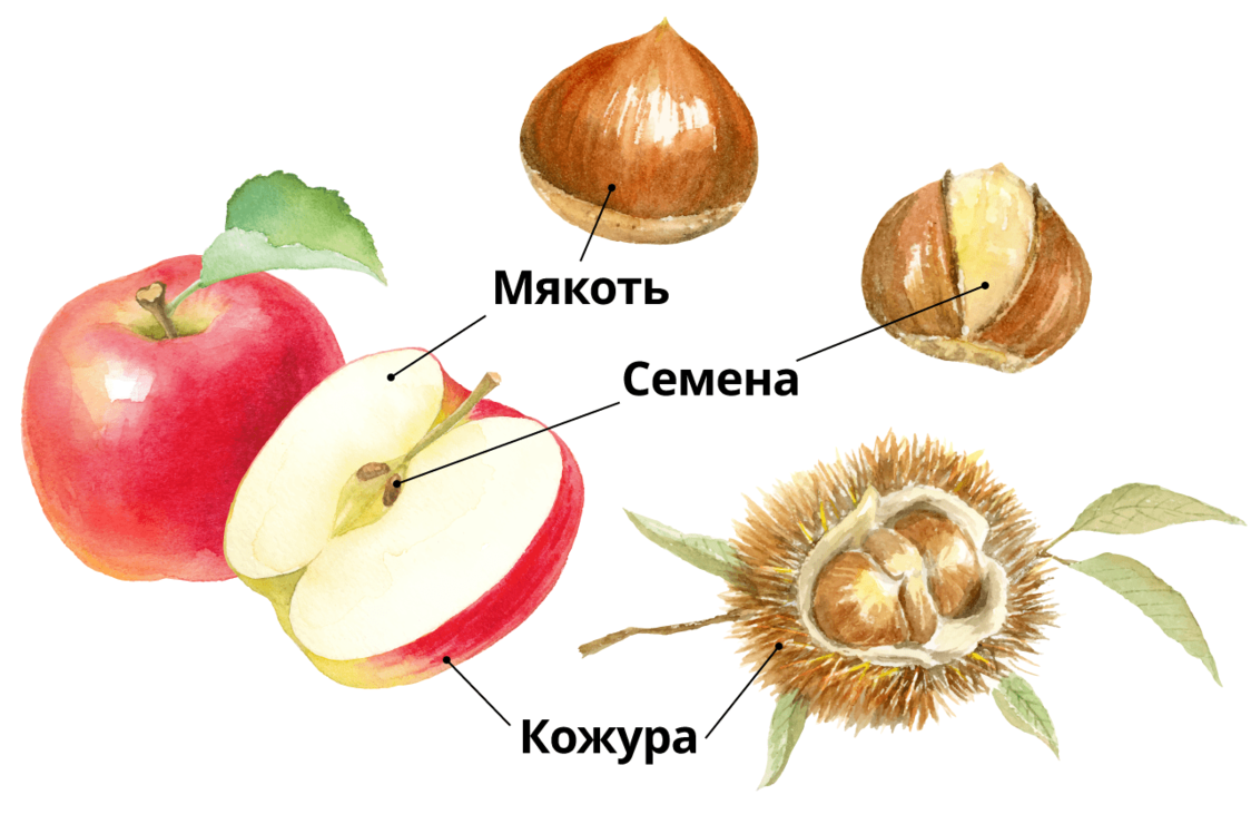 Японские каштаны: символ осени и традиционный деликатес
