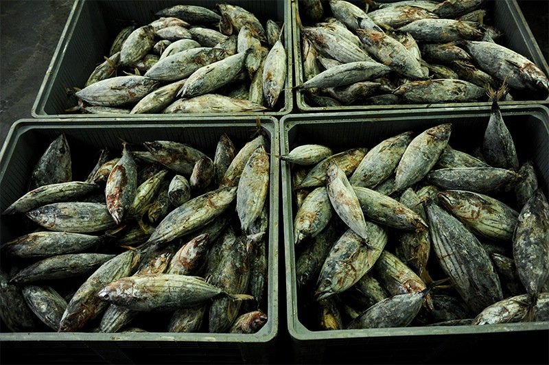 Frozen skipjack tuna, the raw material for katsuobushi.