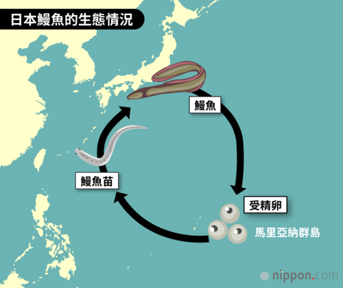 日本鰻魚的生態情況