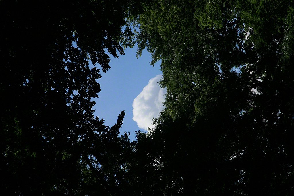 [Diapositivas] ¡Bienvenidos al bosque!