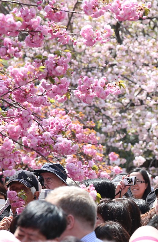 L’allée bordée de cerisiers devant la Monnaie du Japon à Osaka. (Jiji Press)