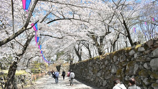 【赏樱名胜百选】长野 小诸城址怀古园