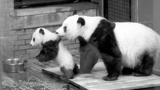 〈1986年の今日〉6月1日 : 上野動物園でトントン誕生―パンダペアに待望の赤ちゃん