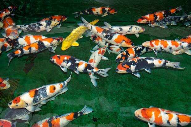 Ферма Isa Koi Farm, где разводят три основных разновидности нисикигои, известна, в частности, своими сансёку-сюва, которые также называются иса-сюва: эти карпы были отмечены многочисленными наградами