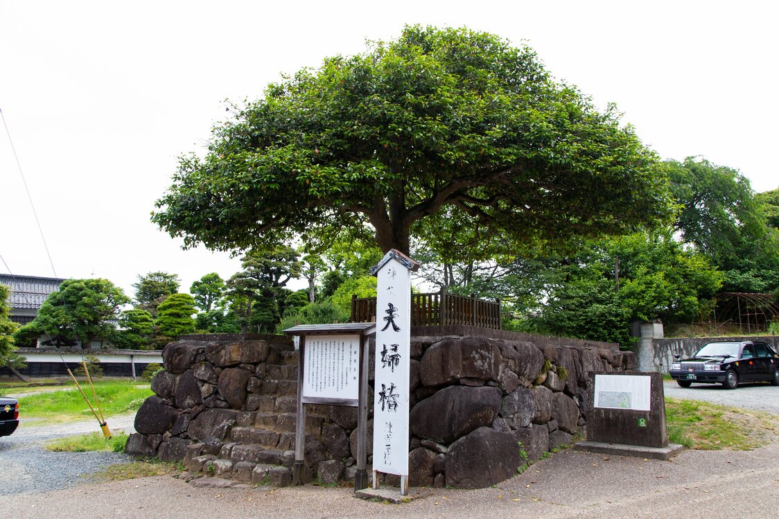 鸟居对面的石墙上的夫妻山茶树，别名“连理玉椿”