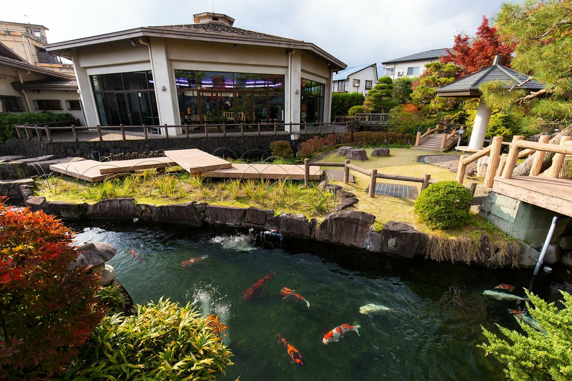 滝も流れる日本庭園で優雅に泳ぐ錦鯉。11月からは室内に移される
