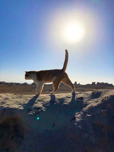 ウズベキスタンの西部砂漠地帯にある古代都市遺跡アヤズ・カラで暮らす猫(2018年11月9日、評者撮影)