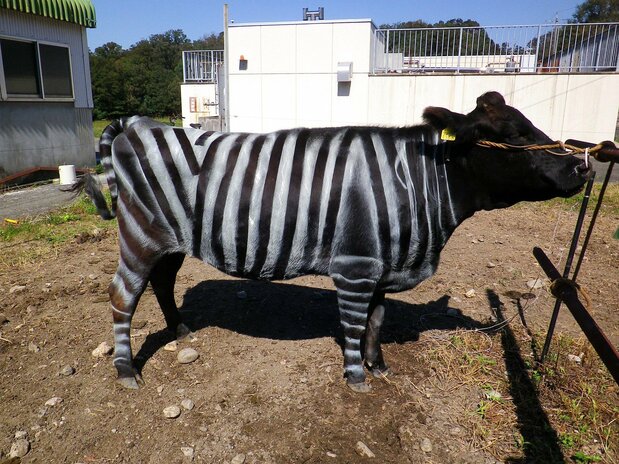 L'un des bovins utilisés durant l'expérience, où des motifs zébrés ont été dessinés. Photo de 2017. (© Centre de recherche agricole d'Aichi)