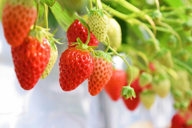 Fresas beni hoppe. (Pixta)