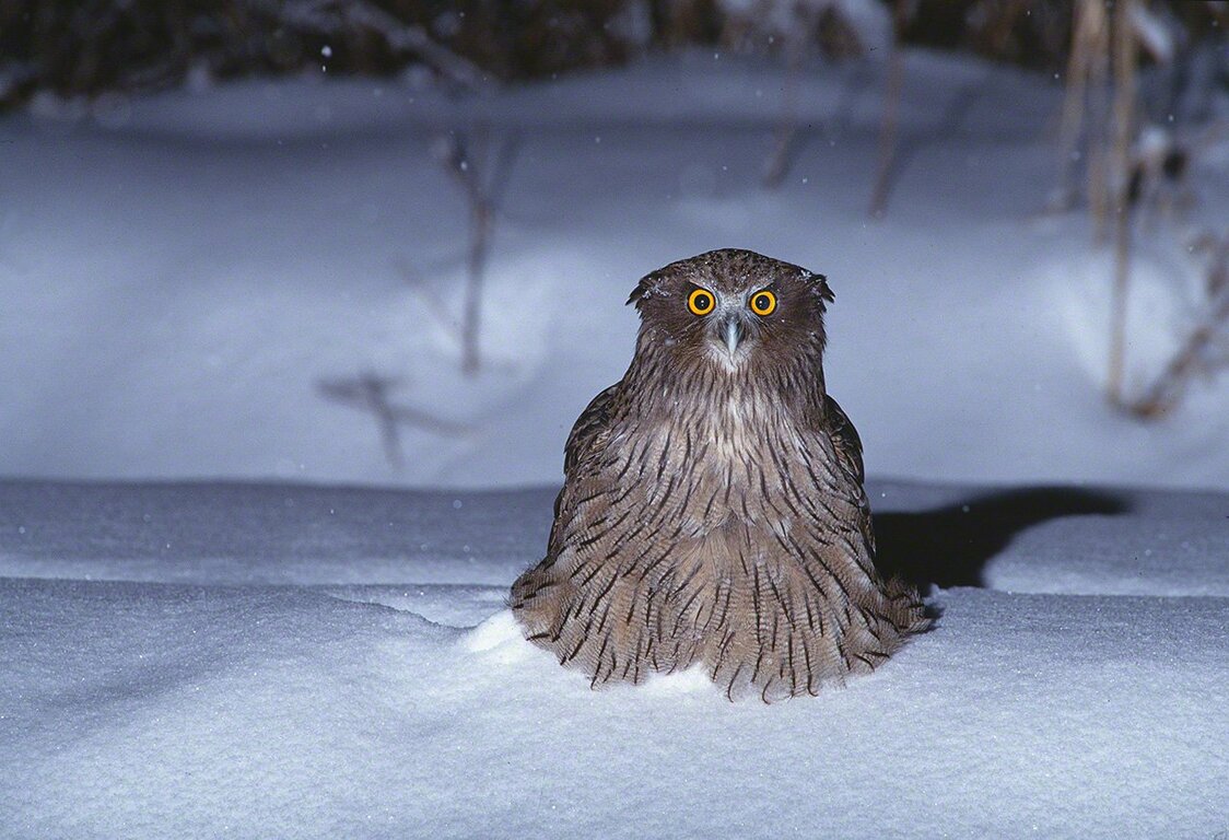 1時間ほど続いた雪が突然降り止んで、目の前が急に開けた。その瞬間、雌のシマフクロウが舞い下りた。羽ばたきで粉雪が体を覆った