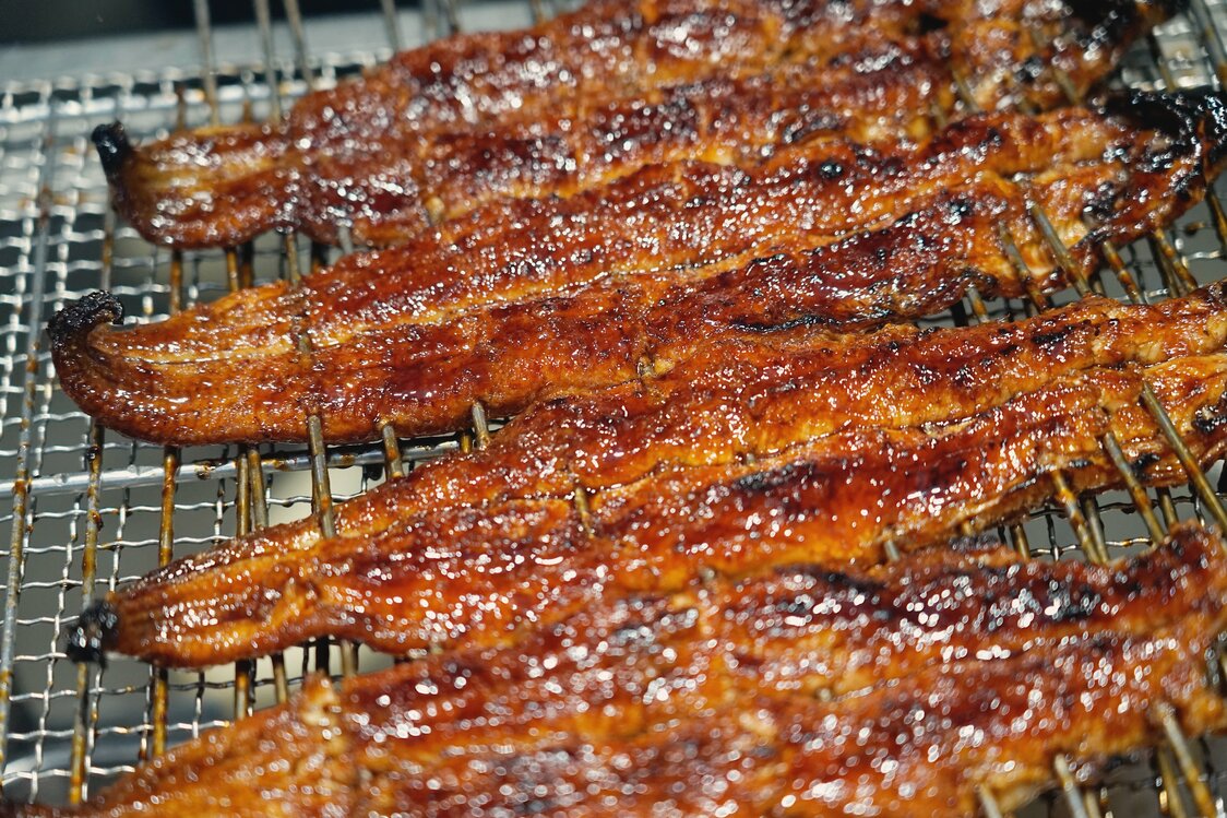 雌鳗选用的是3月以后捕捞的白仔鳗，养到11月下旬以后上市