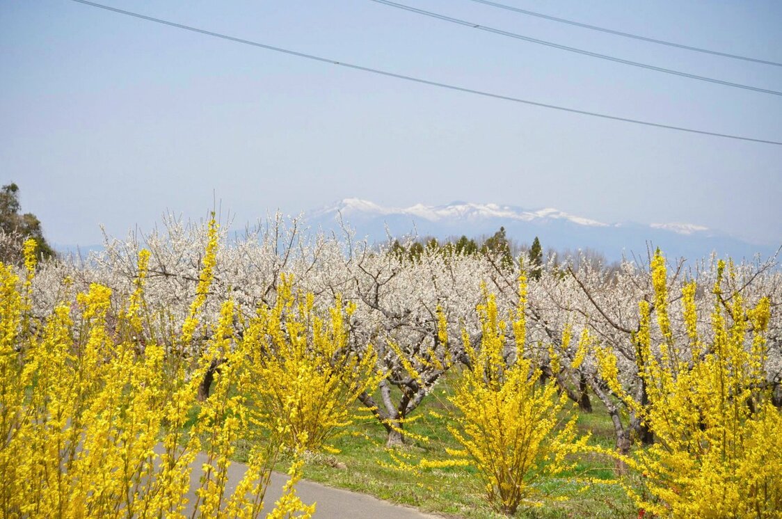 梅とレンギョウのコントラストが見事　写真提供：（一社）郡山市観光協会