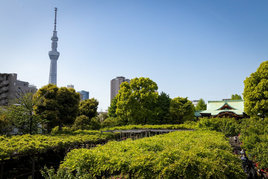 Vista de la torre Tokyo Skytree desde el puente arqueado del santuario de Kameido Tenjin.