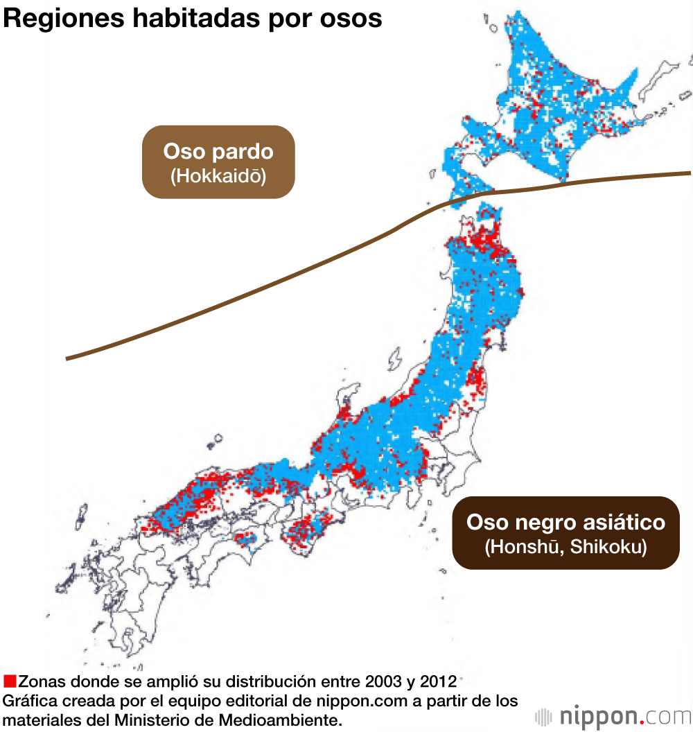 Los avistamientos de osos aumentan en Japón