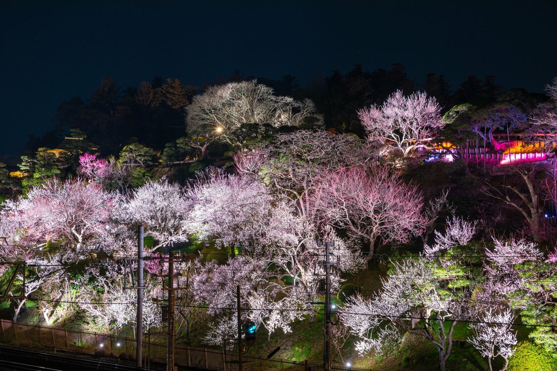 水戸偕楽園　梅まつりのライトアップ (© PIXTA)