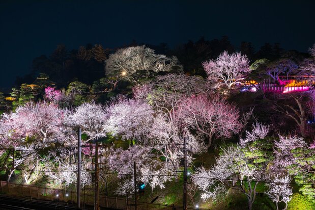 Iluminación de albaricoqueros japoneses en Kairakuen (Mito). (© PIXTA)