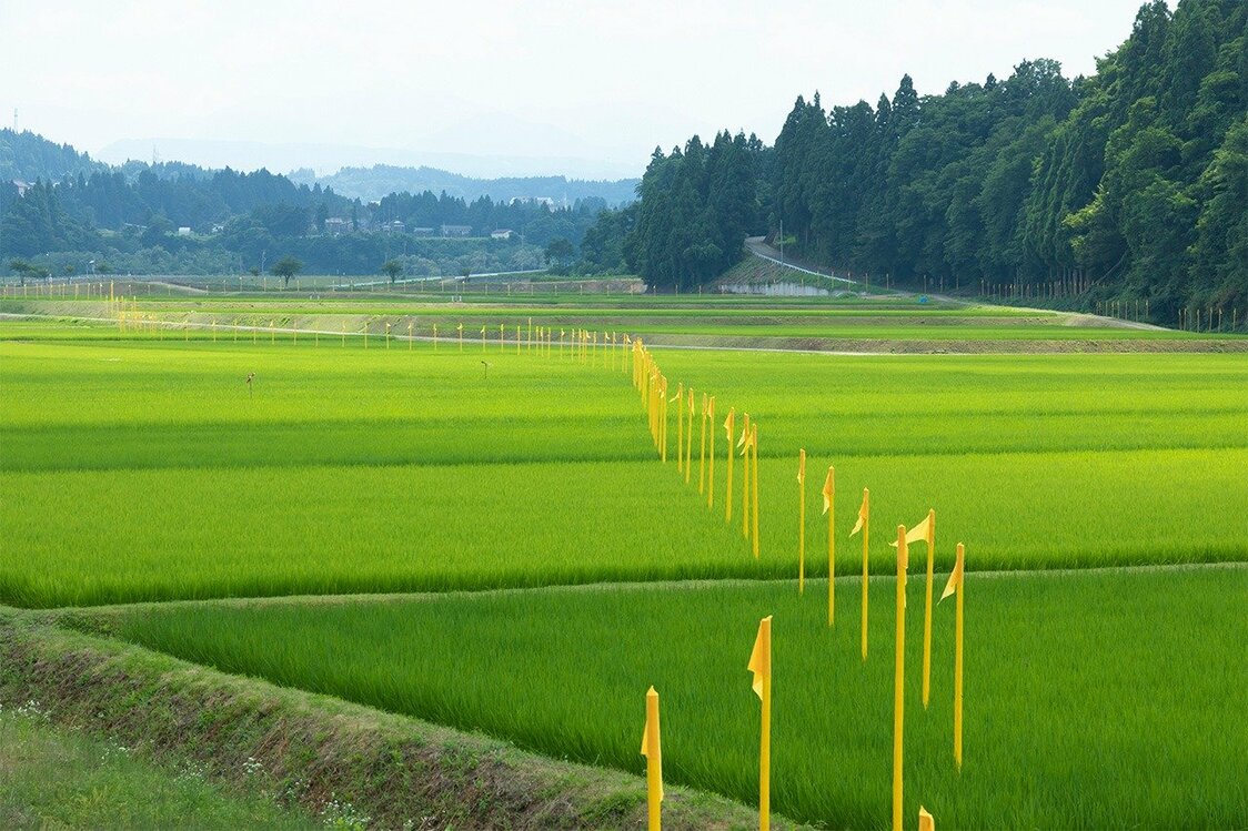 Yukihisa Isobe, Where Has the River Gone? Some 600 yellow flags mark the winding course of the old Shinano River, which has been straightened, dammed, and paved with concrete over the years. (Photo by Nakamura Osamu)