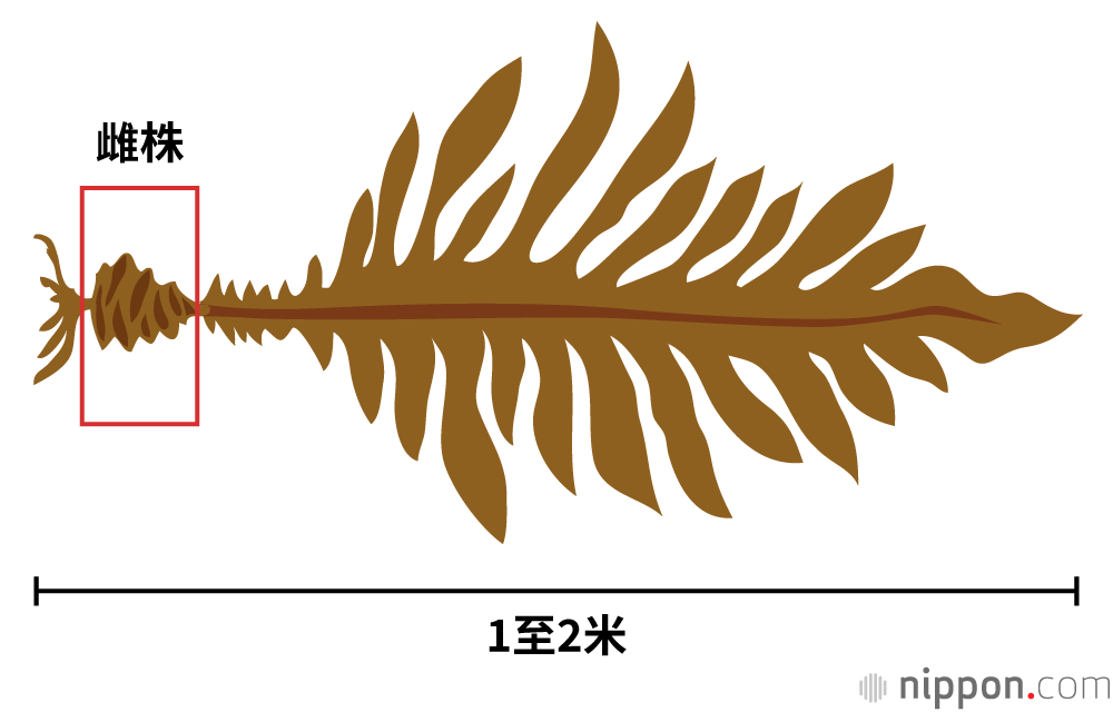 雌株