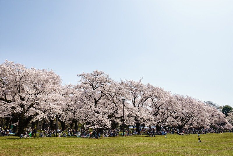 Los impresionantes cerezos del Parque Koganei han atraído a un gran número de personas desde el período Edo.