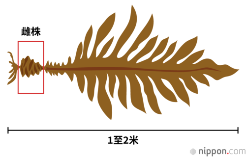 雌株