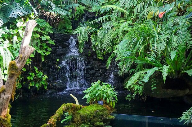 Interior del invernadero del Jardín Botánico Makino. (© Gianni Simone)