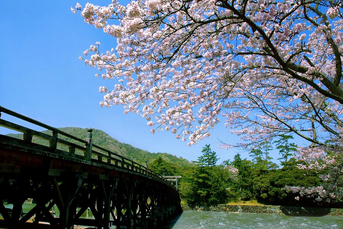 3月28日　和煦的春光中，盛开在宇治桥畔的樱花