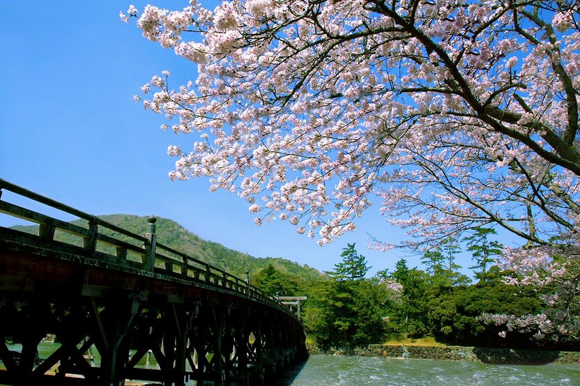March 28 Cherry blossoms are a welcome sight as you approach the Uji Bridge on a beautiful spring day.