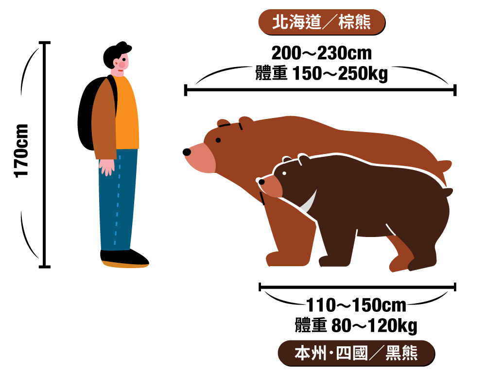 棕熊／黑熊