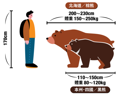 棕熊/黑熊