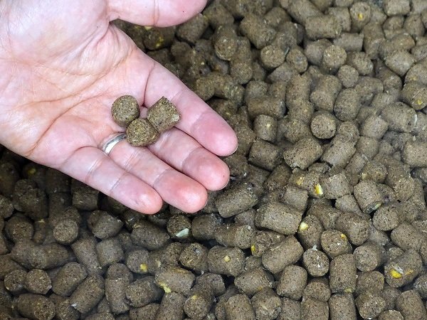 加入蜜柑皮的飼料(筆者攝影)