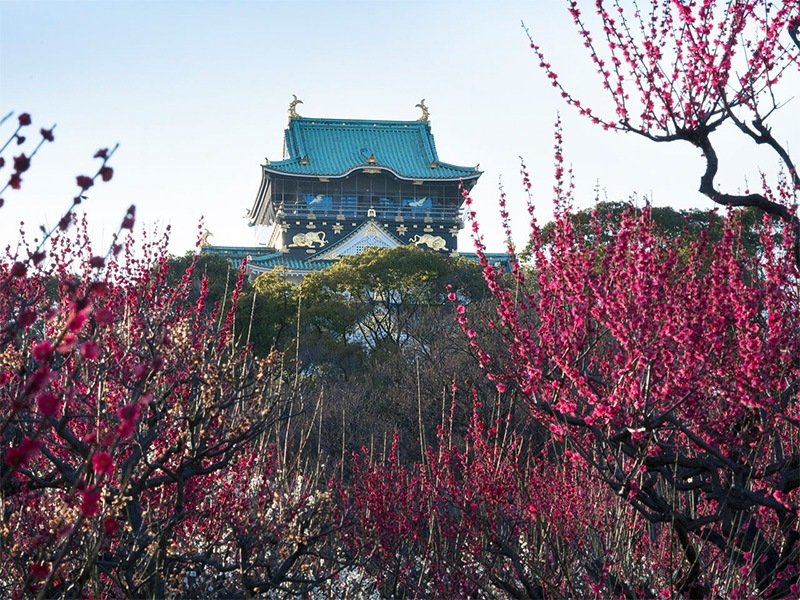 Los encendidos colores de la flor del ciruelo, tampoco sientan mal al majestuoso castillo de Osaka.