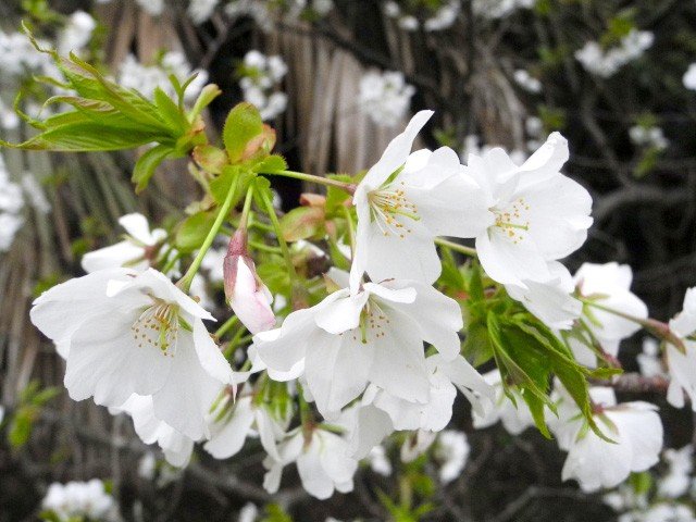 オオシマザクラの花。白く大きな花がよく目立つ（筆者撮影）