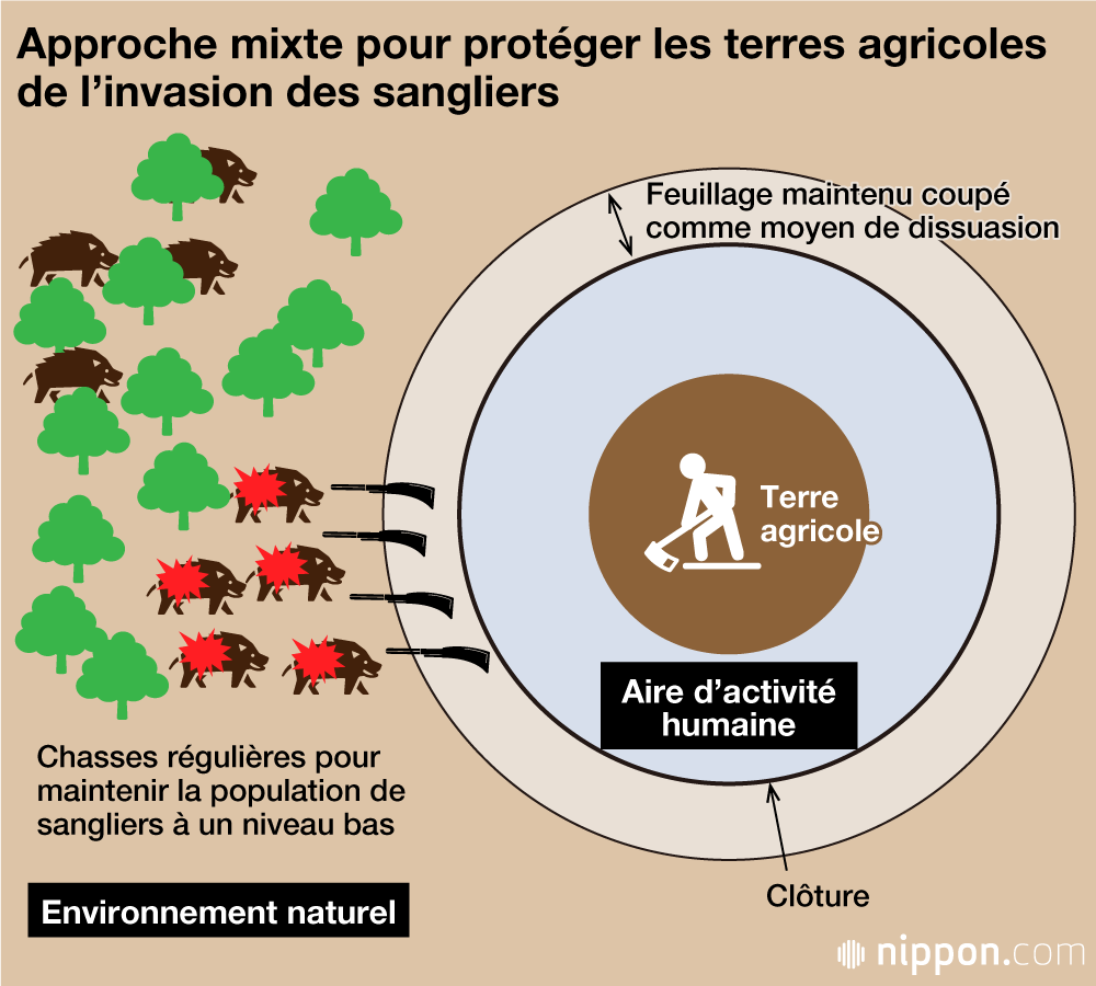 L’invasion de sangliers dans les communautés rurales japonaises : un symptôme du déséquilibre entre l’homme et la nature