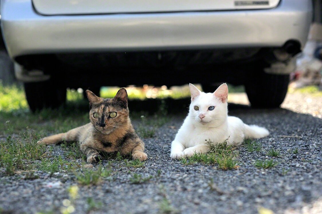 Sabi and Shiro relax on an early summer afternoon.
