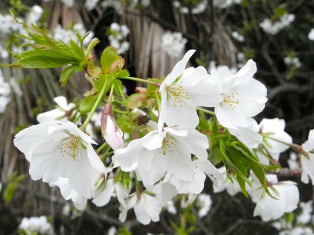 オオシマザクラの花。白く大きな花がよく目立つ(筆者撮影)