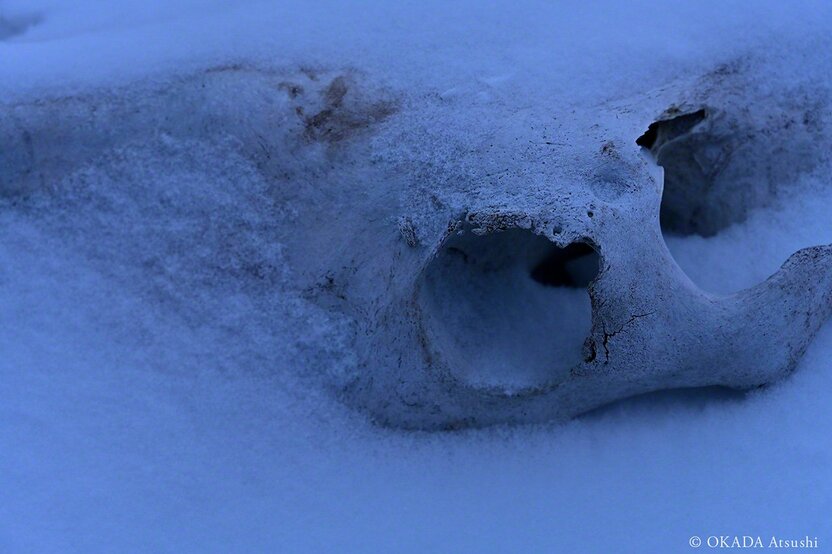 Many horses now sleep beneath the soil of the island’s meadows, February 2019. (© Okada Atsushi)
