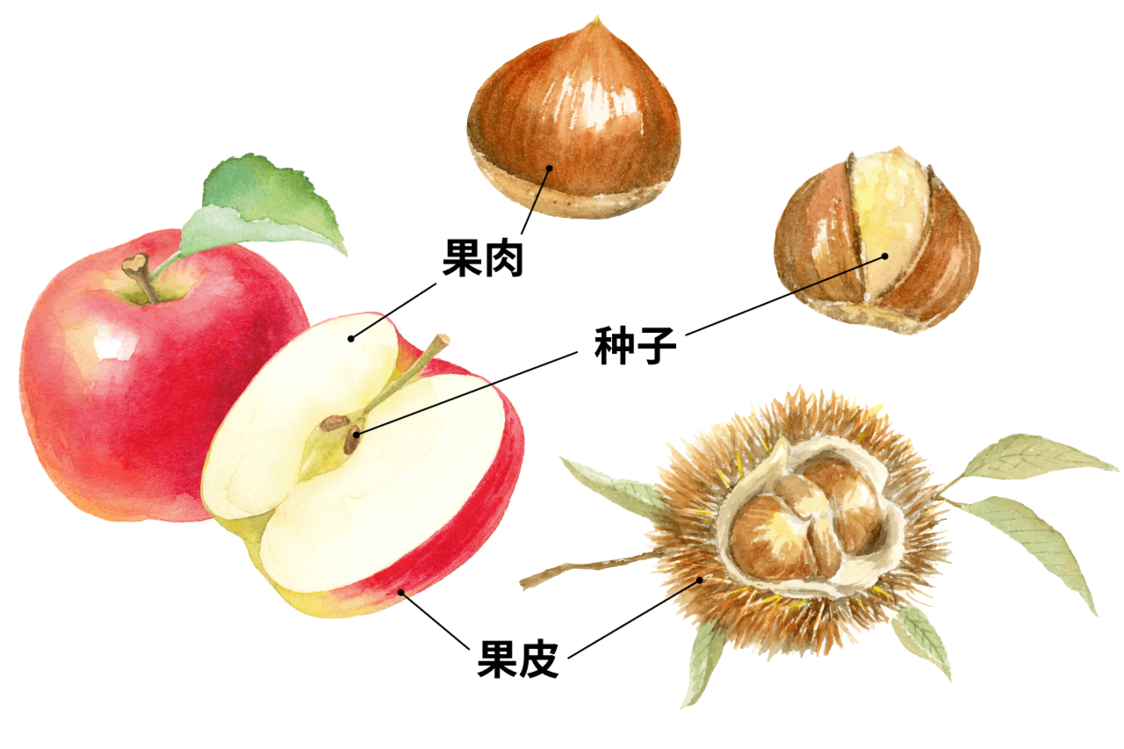 栗子：秋日里美味的象征，适配各式菜肴与甜点